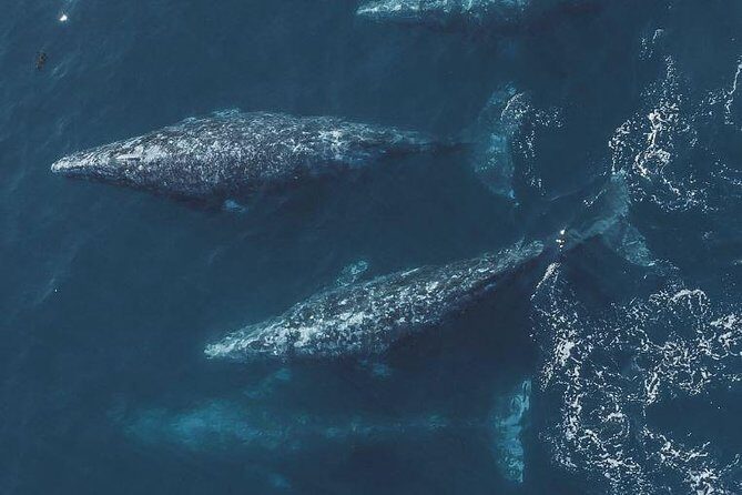 4 Hour Whale Watching Tour From Monterey - Sightings and Marine Wildlife