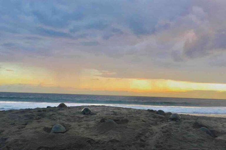 4-in-1 Tour - Mazunte, Cacao Factory & Turtle Spawn/Release - The Practical Side: Cost, Duration & Tips