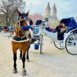 45 min Long VIP Central park carriage ride - The Experience: What You Can Expect