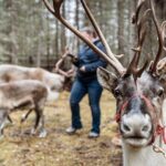 45 Minute Private Reindeer Tour - What to Expect from the Reindeer Tour