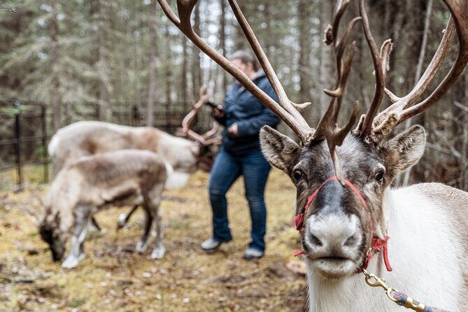 45 Minute Private Reindeer Tour - What to Expect from the Reindeer Tour