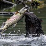 4hr Custom Private Tour of Ketchikan (14 People) Wildlife + More - The Itinerary Breakdown