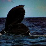 5-Day Baja Whale Safari: 2 Whale Species & Snorkeling Experiences - The Experience: What We Love (and What to Consider)