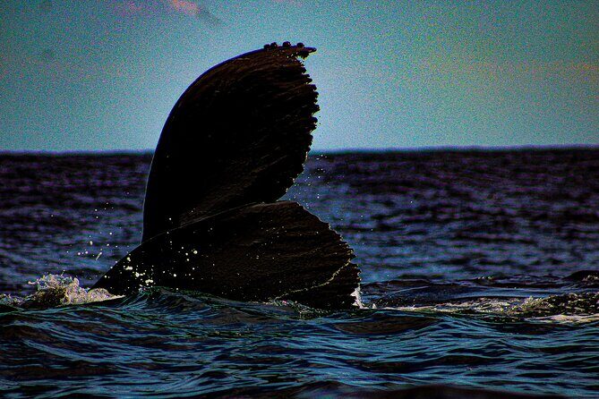5-Day Baja Whale Safari: 2 Whale Species & Snorkeling Experiences - The Experience: What We Love (and What to Consider)