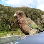 5 Day South Island New Zealand Private Tour from Queenstown - What Makes This Tour Stand Out?