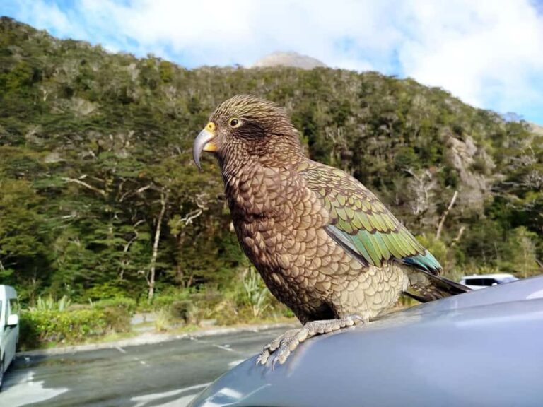 5 Day South Island New Zealand Private Tour from Queenstown - What Makes This Tour Stand Out?