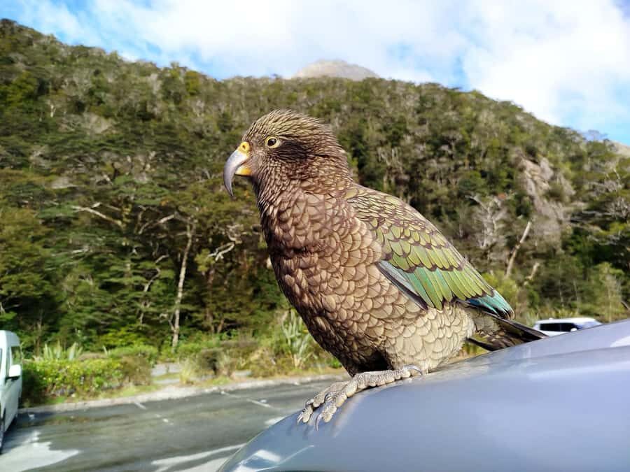 5 Day South Island New Zealand Private Tour from Queenstown - What Makes This Tour Stand Out?