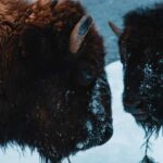 5-Day Winter Yellowstone Wildlife Tour - Optional Activities — Dog Sledding and Snowmobiling