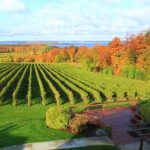 5-Hour Traverse City Wine Tour: 4 Wineries on Old Mission Peninsula - Why This Tour Is a Great Choice