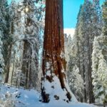 5-Star Rated Sequoia Winter Tour - What the Reviews Say