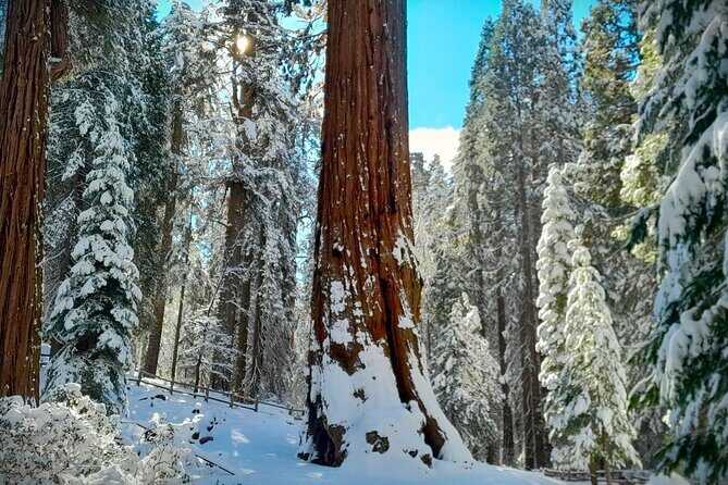 5-Star Rated Sequoia Winter Tour - What the Reviews Say