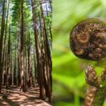 6.5 hour Small-Group Rotorua Naturally Shore Excursion - Tauranga - The Itinerary in Detail