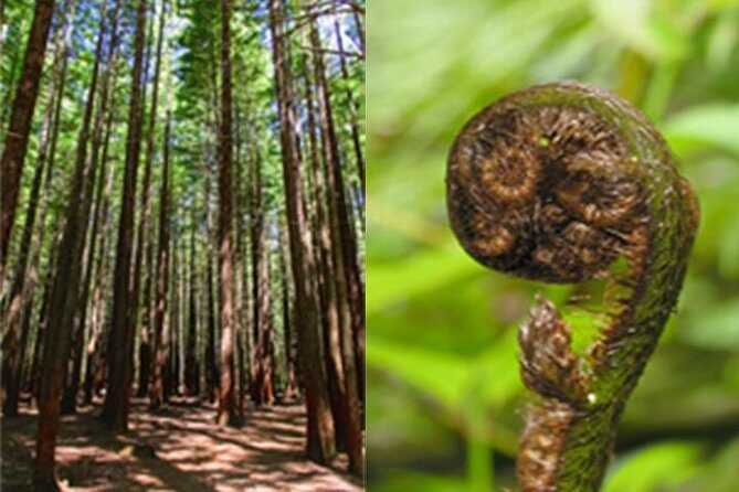 6.5 hour Small-Group Rotorua Naturally Shore Excursion - Tauranga - The Itinerary in Detail
