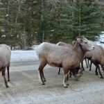 6 Day Canadian Rocky Mountains Explorer Private Tour - Frequently Asked Questions