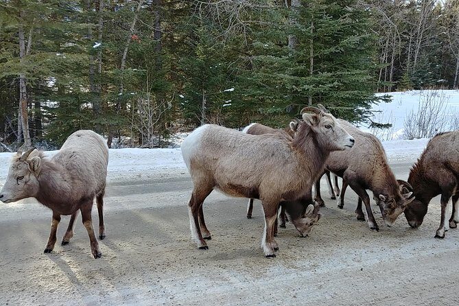 6 Day Canadian Rocky Mountains Explorer Private Tour - Frequently Asked Questions