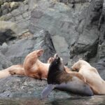 6 hour Covered Boat Whale Watching Tour - The Value for Your Dollar