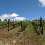 6 Hour Napa or Sonoma Wine Tour in Private Limousine - The Real Value: Is It Worth It?