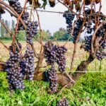 6-hour Private Luxury SUV Wine Tour in Napa Or Sonoma Valley - The Price and Value