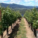 6-Hour Private Napa Limousine Wine Tour (Style & Wine) - FAQ