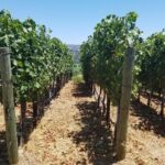 6 Hour Private Wine Country Tour (Sedan, SUV or Limo) - The Itinerary: What You Can Expect
