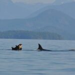 6 hour Zodiac Whale Watching Tour - The Highlight: Wildlife Encounters and Views