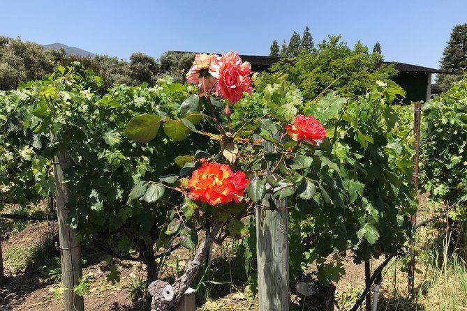 6-Hours Customized Private NAPA Valley Wine Tour From San Francisco Bay Area - Cost Analysis and Value