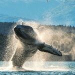 6hr Custom Private Tour of Ketchikan (4 People) Wildlife + More - Transportation and Group Size