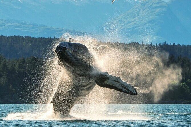 6hr Custom Private Tour of Ketchikan (4 People) Wildlife + More - Transportation and Group Size