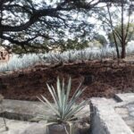 7 day circuit west: México, San Miguel, Guadalajara, Morelia - How the Tour Feels in Practice