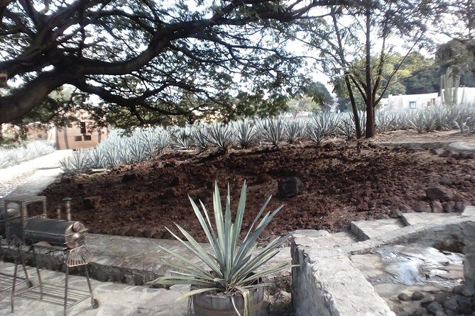 7 day circuit west: México, San Miguel, Guadalajara, Morelia - How the Tour Feels in Practice