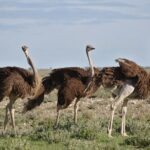 7-Day Garden Route Safari Adventure from Cape Town - Who Is This Tour Best For?