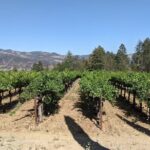 8 Hour Napa and Sonoma Valley tour - Analyzing the Cost and Value