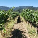 8 Hour Napa Valley Wine Tasting Tour from San Francisco - Who Would Love This Tour?