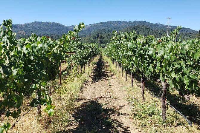 8 Hour Napa Valley Wine Tasting Tour from San Francisco - Who Would Love This Tour?