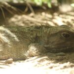 8-Hour Private Scenic Kapiti Coast Tour from Wellington - An In-Depth Look at the Kapiti Coast Tour