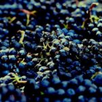 8 Hour Private Tour in Wine Country from San Francisco - What the Reviews Tell Us