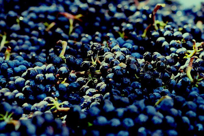 8 Hour Private Tour in Wine Country from San Francisco - What the Reviews Tell Us