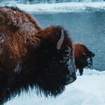 9-Day winter Yellowstone Tour with Southern Utah and Arizona - What Makes This Tour Stand Out?