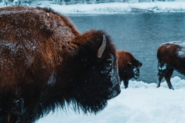9-Day winter Yellowstone Tour with Southern Utah and Arizona - What Makes This Tour Stand Out?