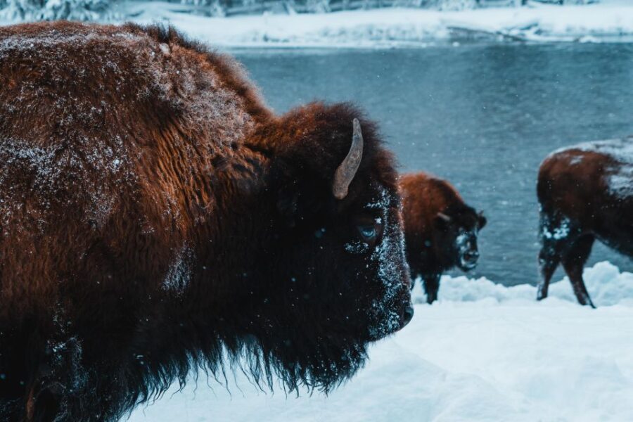 9-Day winter Yellowstone Tour with Southern Utah and Arizona - What Makes This Tour Stand Out?