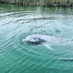 90 Minute Hilton Head Dolphin Tour - The Value for Money