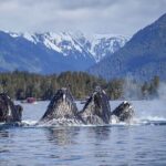 A Comfortable Sitka Whale Watching Wildlife Shore Excursion - Pricing and Value