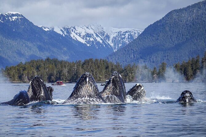 A Comfortable Sitka Whale Watching Wildlife Shore Excursion - Pricing and Value