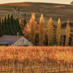 A Day In The Vineyards || Luxury Private Winery Tour From Sydney - Detailed Itinerary Breakdown