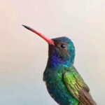 Acapulco: Early Birding Feathered Wonders with Breakfast - Final Thoughts