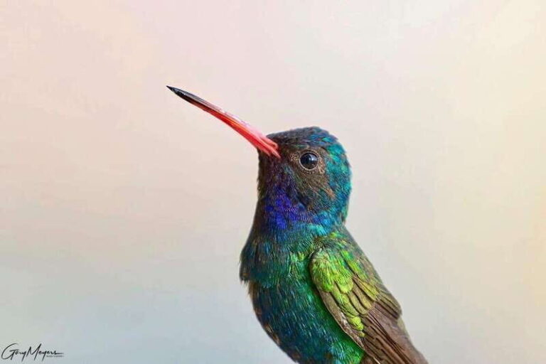 Acapulco: Early Birding Feathered Wonders with Breakfast - Final Thoughts