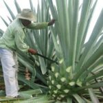 -Acapulco: Mezcal Factory Tasting Learning Experience - Is This Tour Worth It?