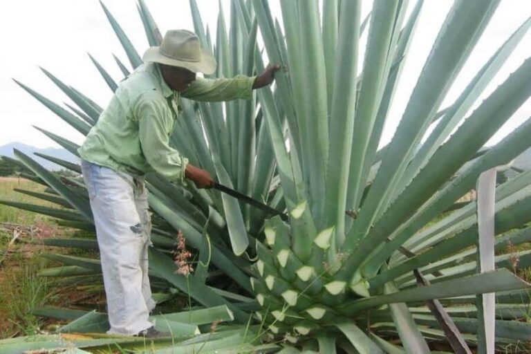 -Acapulco: Mezcal Factory Tasting Learning Experience - Is This Tour Worth It?