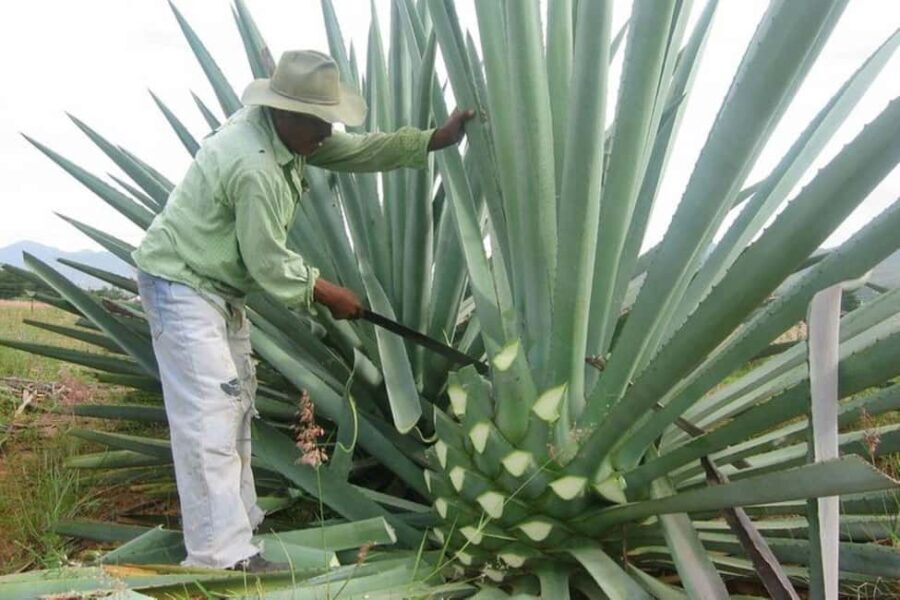 -Acapulco: Mezcal Factory Tasting Learning Experience - Is This Tour Worth It?