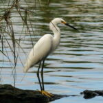 -Acapulco:3 Palos Lagoon Boat Ride& Crocodile Farm Exprience - Is This Tour Worth It?